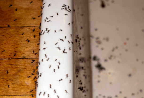 Best Pest Inspection Near Me  in Laguna Park, TX